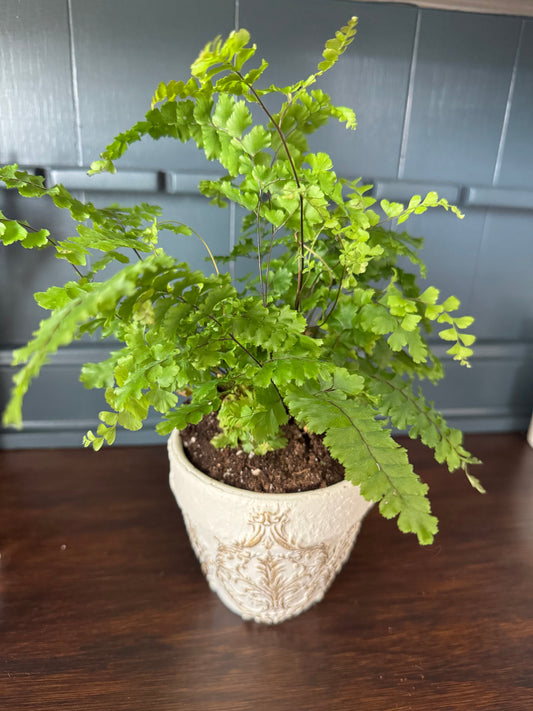 Hand Painted Terracotta Pot